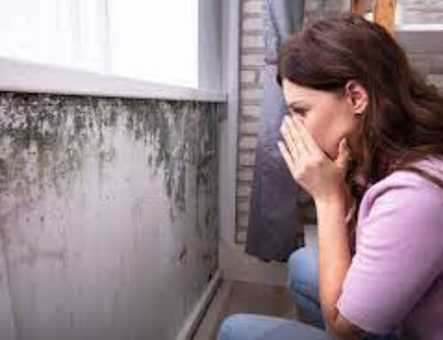 How to Prevent Mold Growth in Your House?